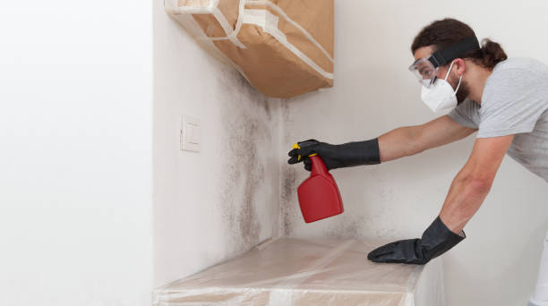 Professional Mold Removal technician working in Glencoe, FL